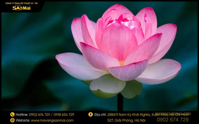 Ý nghĩa hình ảnh hoa sen trong Phật giáo