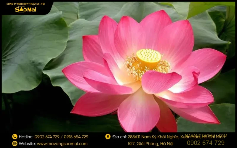Hoa sen mọc từ bùn nhưng vẫn thanh khiết
