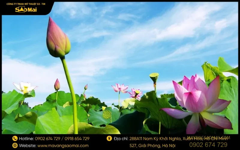 Hoa sen và hành trình từ vô minh đến giác ngộ