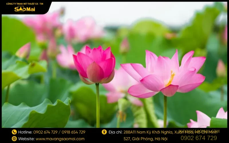 Các đặc tính của hoa sen trong Phật giáo