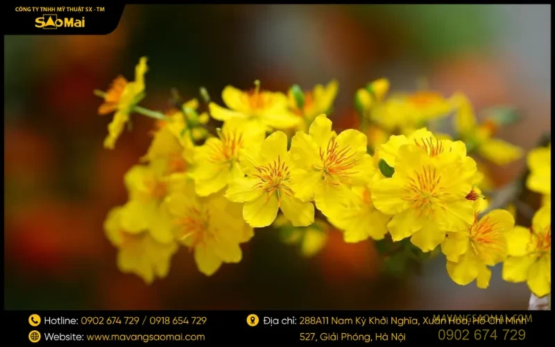 Hoa mai vàng trong văn hóa Việt Nam