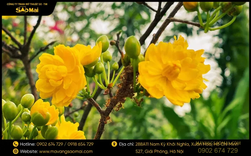 Năm cánh hoa mai mang ý nghĩa ngũ phúc