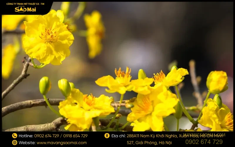 Mai vàng hài hòa cả về thẩm mỹ lẫn yếu tố phong thủy