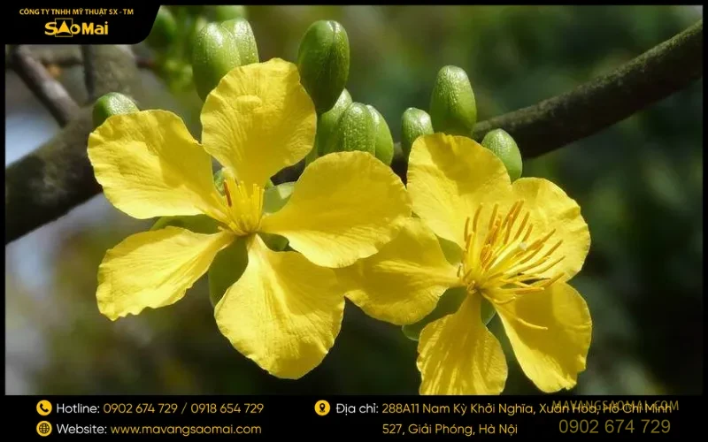 Những lưu ý khi treo tranh mai vàng